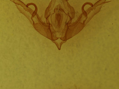 genitalia view of adult Lithophane patefacta