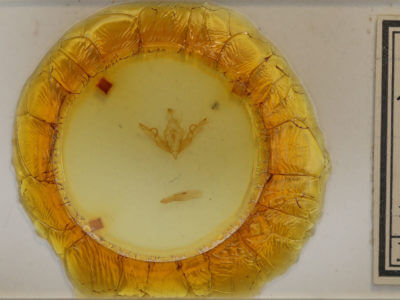 slide view of adult Lithophane patefacta