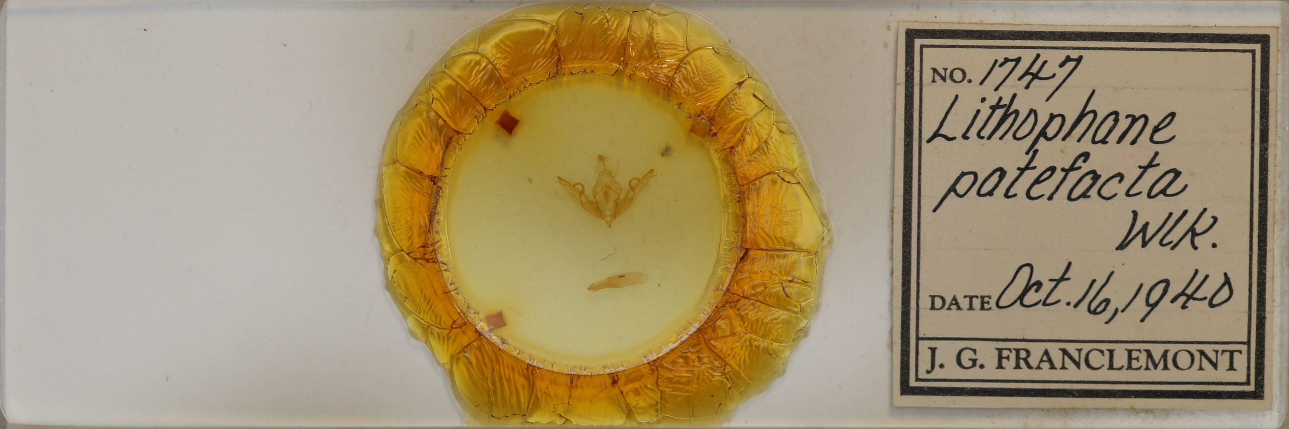 slide view of adult Lithophane patefacta