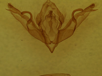 genitalia view of adult Lithophane patefacta