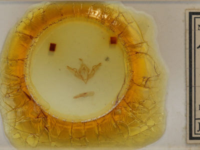 slide view of adult Lithophane patefacta