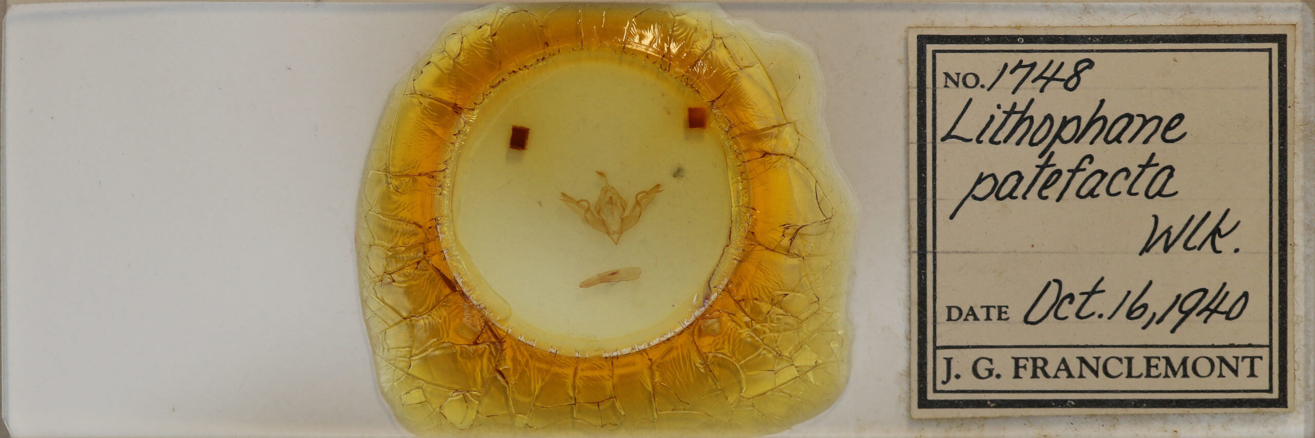 slide view of adult Lithophane patefacta