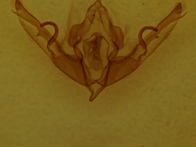 genitalia view of adult Lithophane petulca