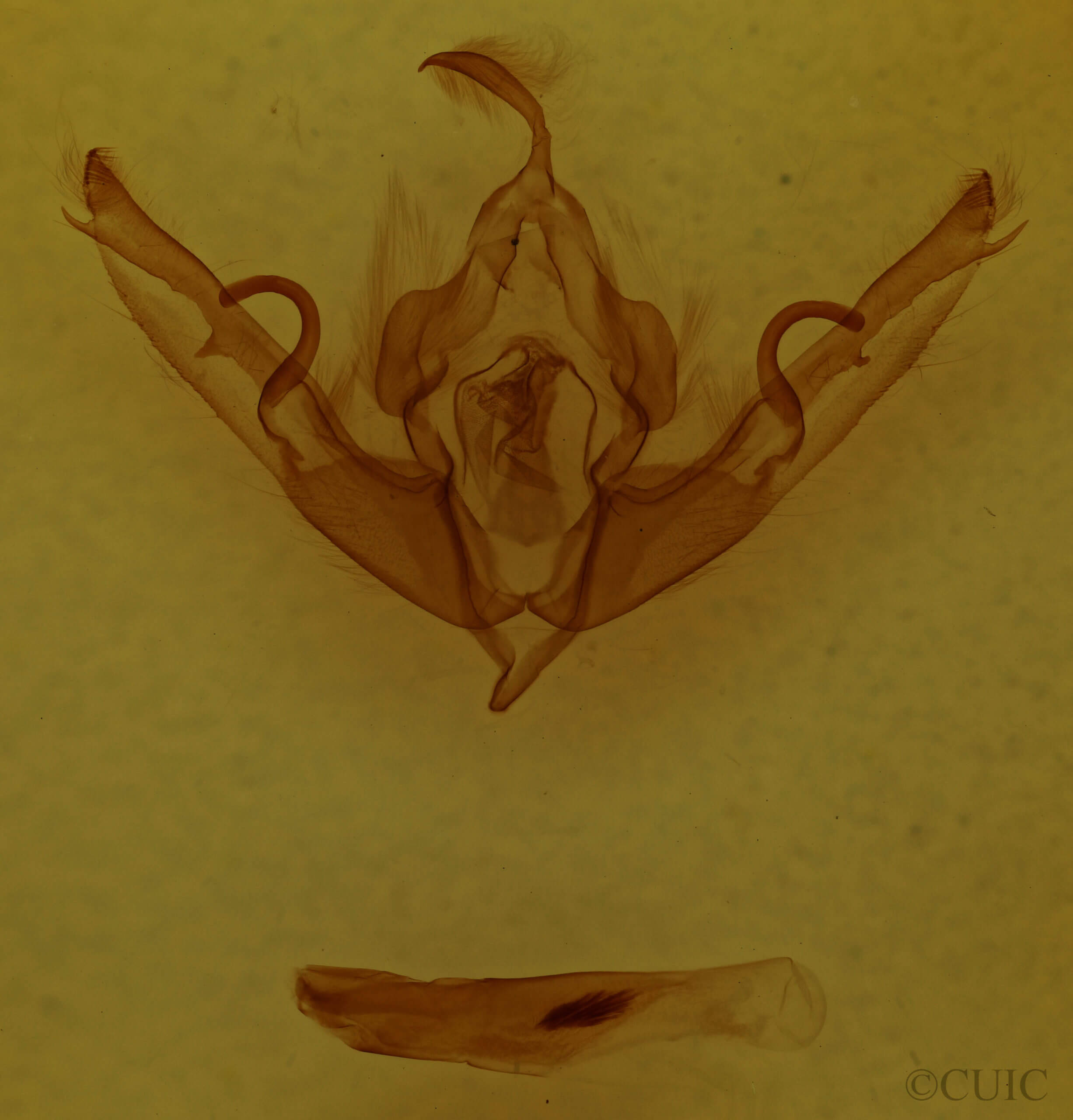 genitalia view of adult Lithophane petulca
