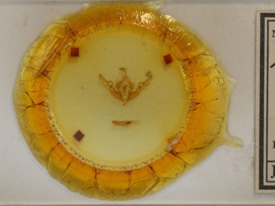 slide view of adult Lithophane petulca