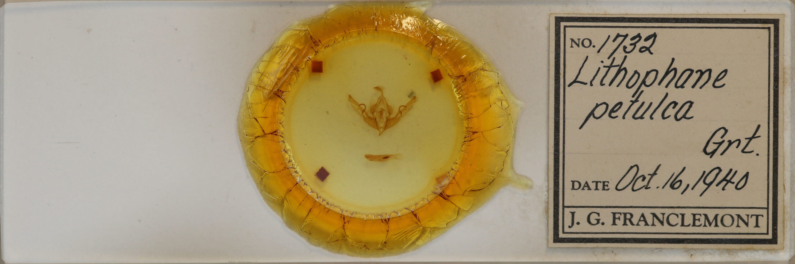 slide view of adult Lithophane petulca