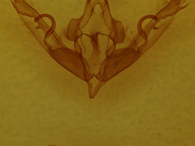 genitalia view of adult Lithophane petulca