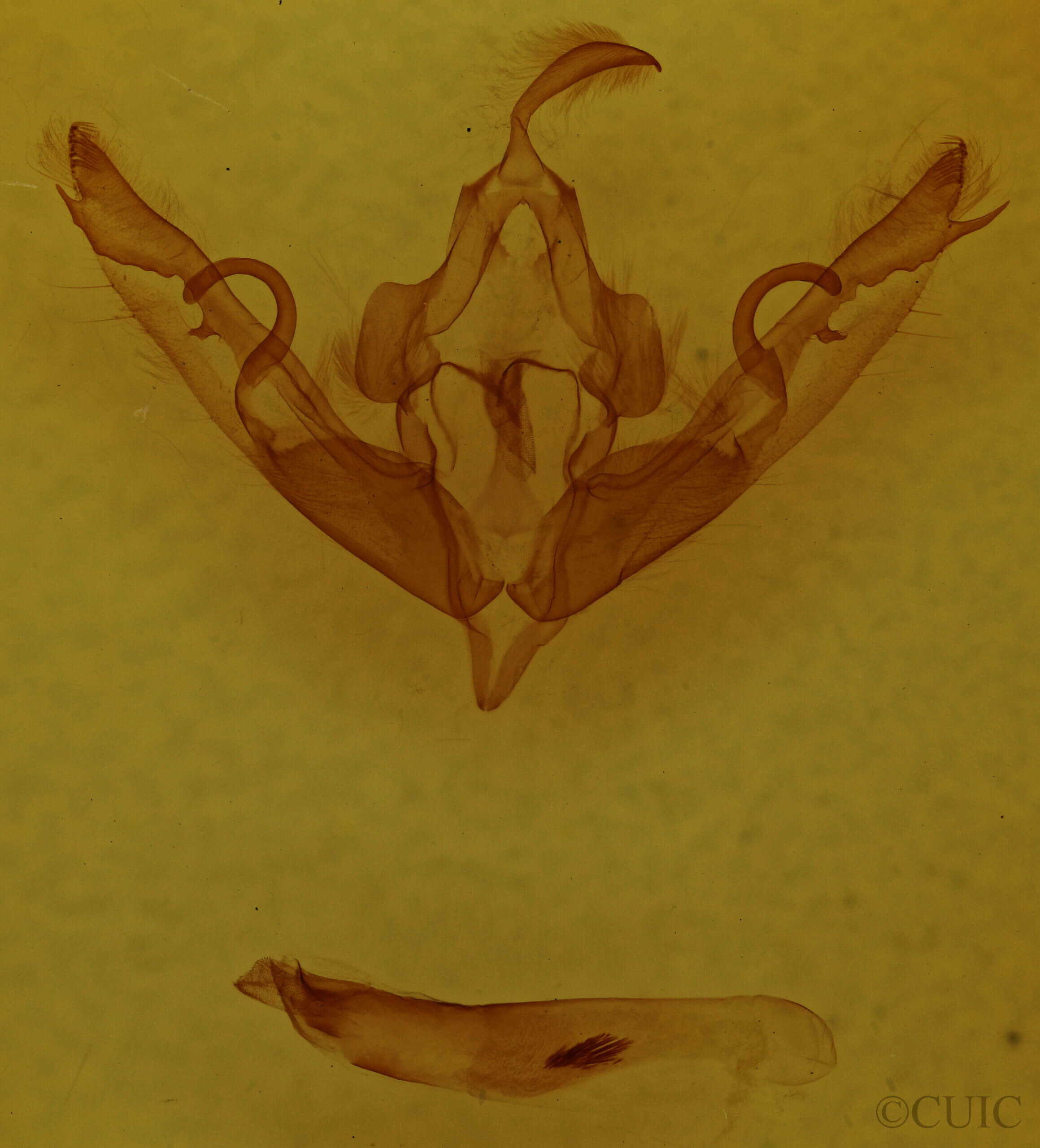 genitalia view of adult Lithophane petulca