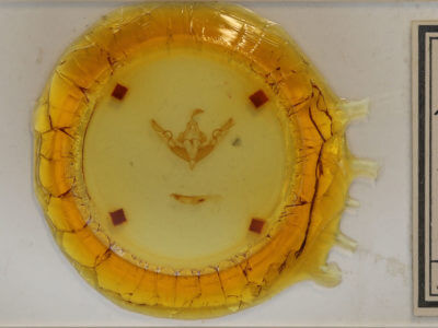 slide view of adult Lithophane petulca