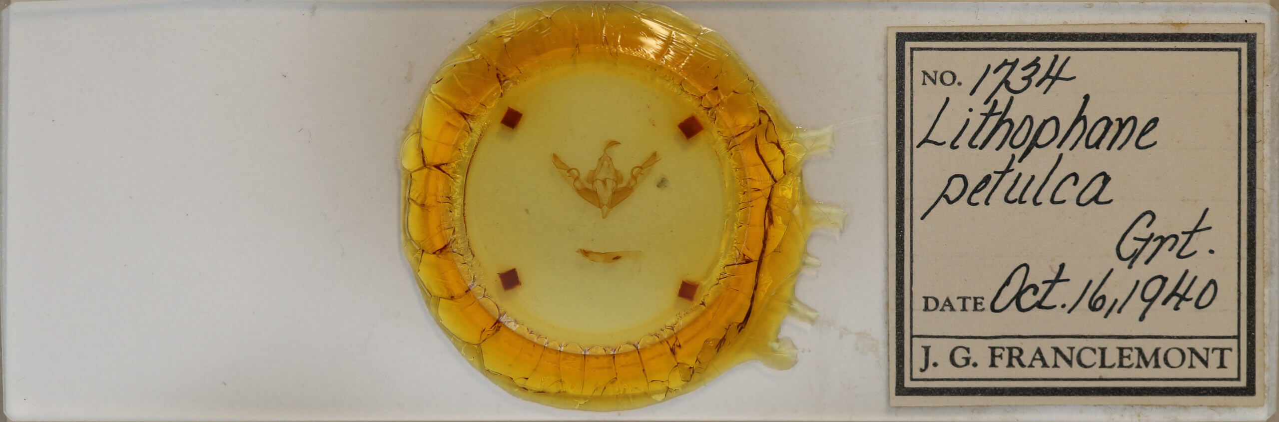 slide view of adult Lithophane petulca