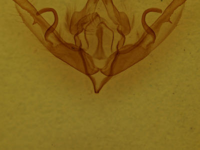 genitalia view of adult Lithophane petulca