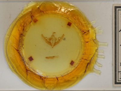 slide view of adult Lithophane petulca