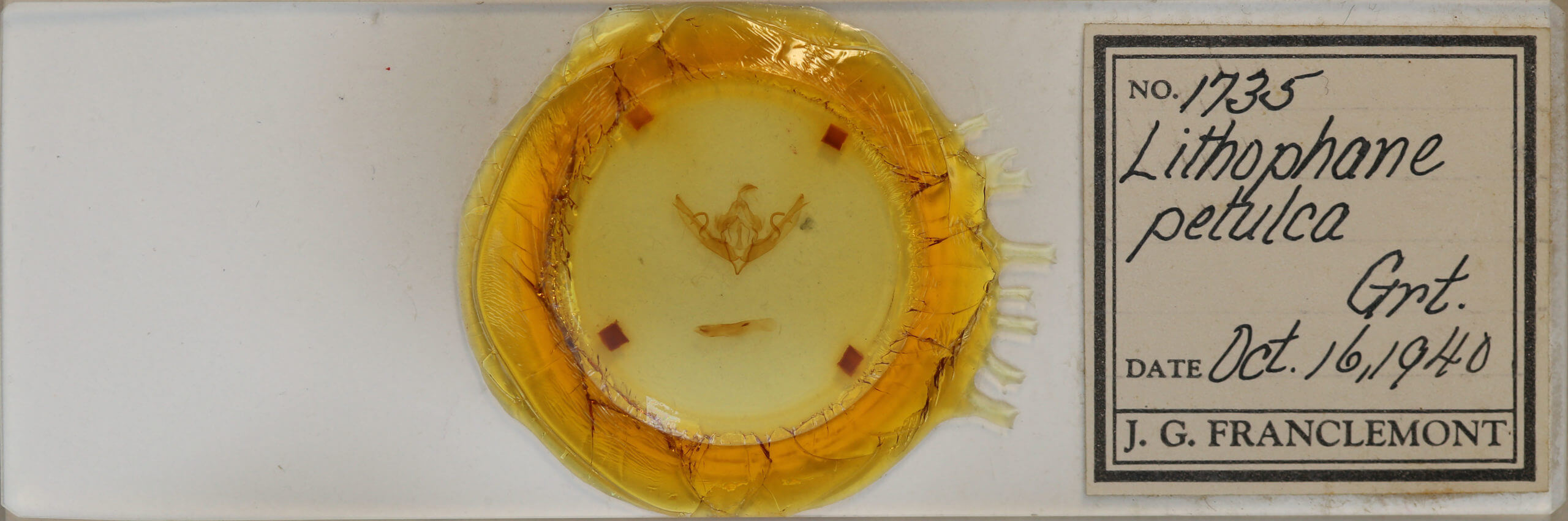 slide view of adult Lithophane petulca