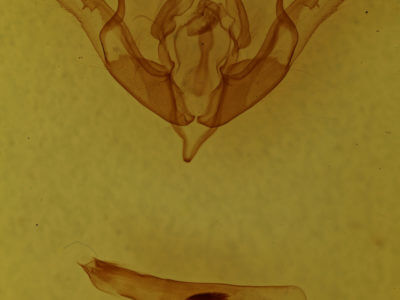 genitalia view of adult Lithophane petulca
