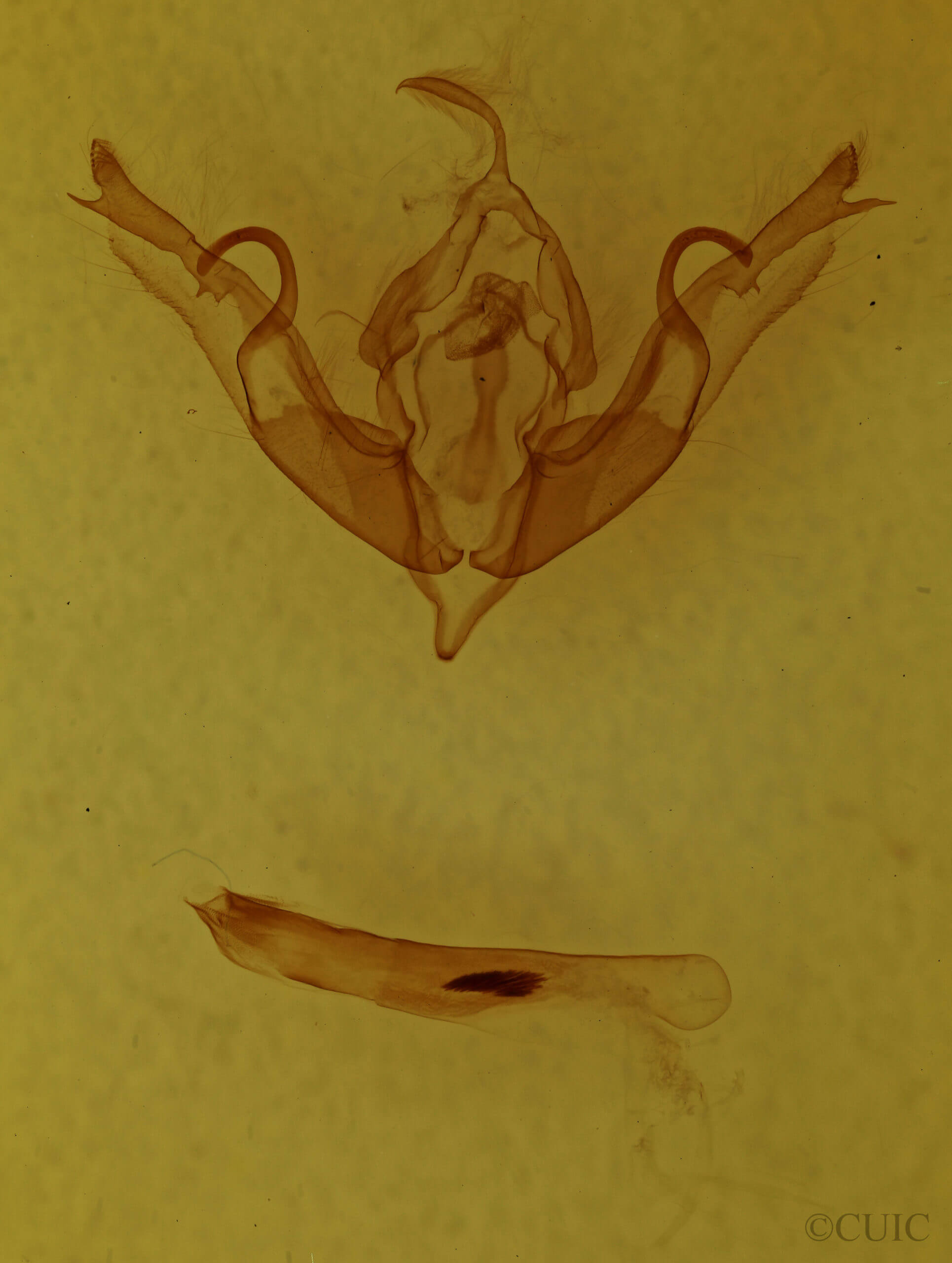 genitalia view of adult Lithophane petulca