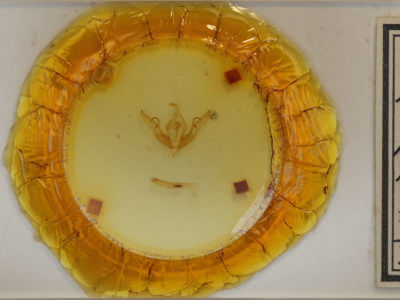 slide view of adult Lithophane petulca