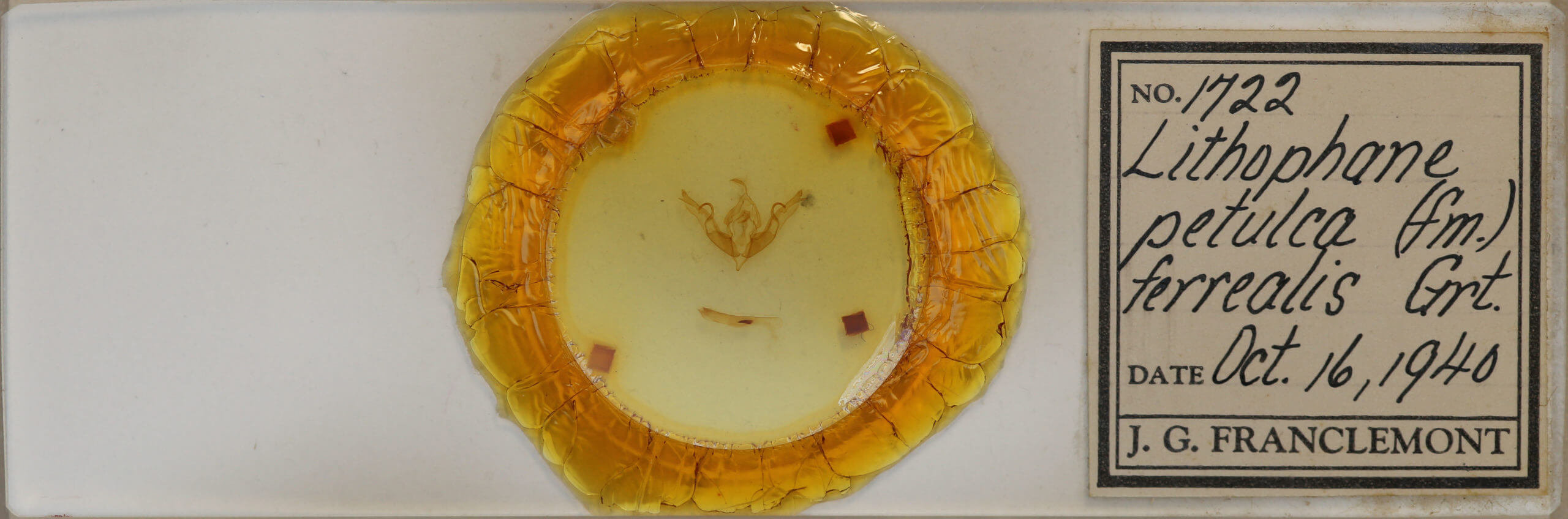 slide view of adult Lithophane petulca