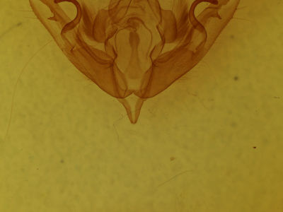 genitalia view of adult Lithophane petulca