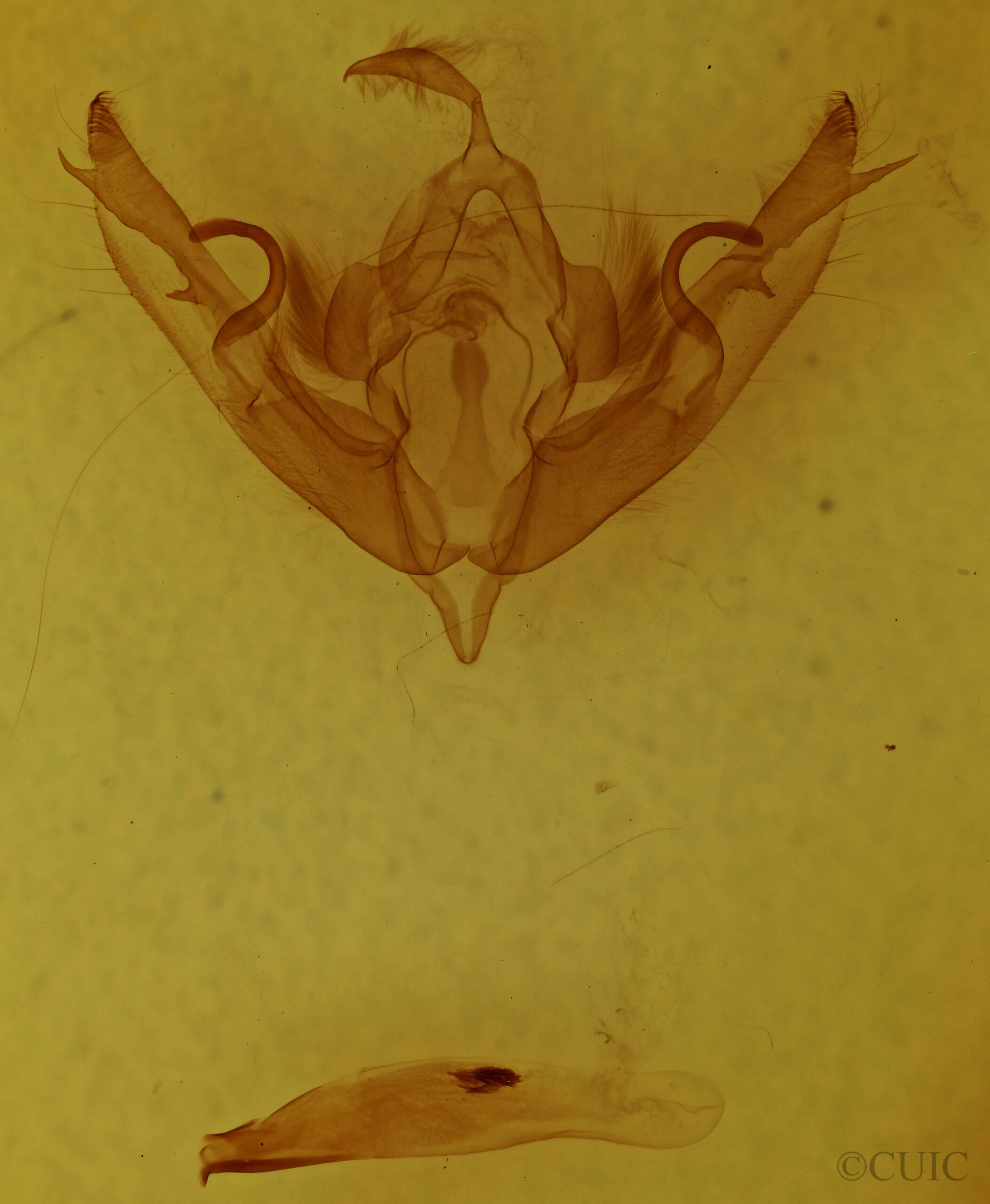 genitalia view of adult Lithophane petulca