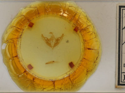 slide view of adult Lithophane petulca