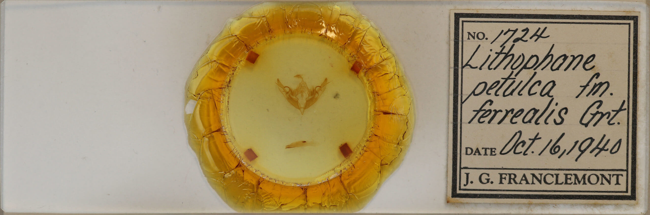 slide view of adult Lithophane petulca