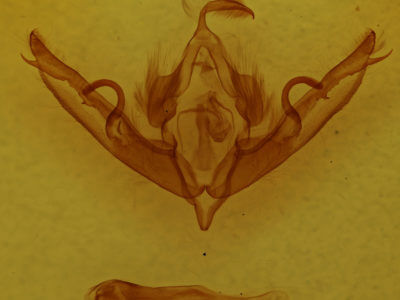 genitalia view of adult Lithophane petulca