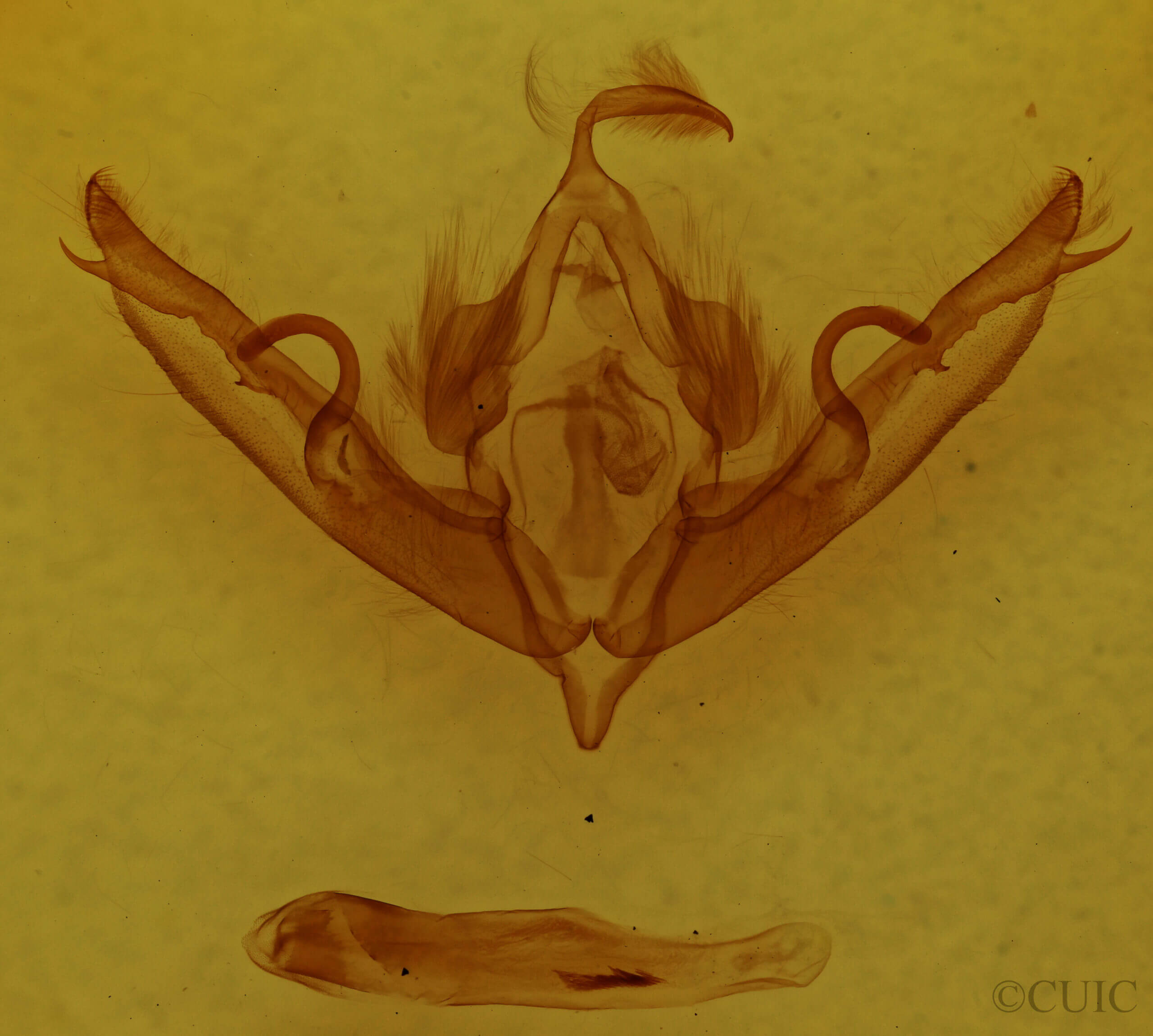 genitalia view of adult Lithophane petulca