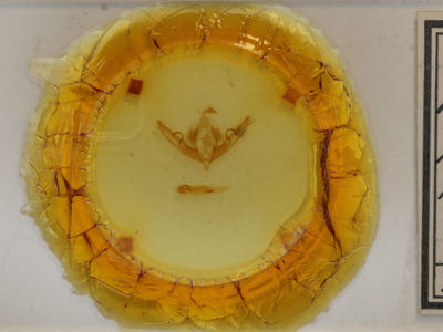 slide view of adult Lithophane petulca