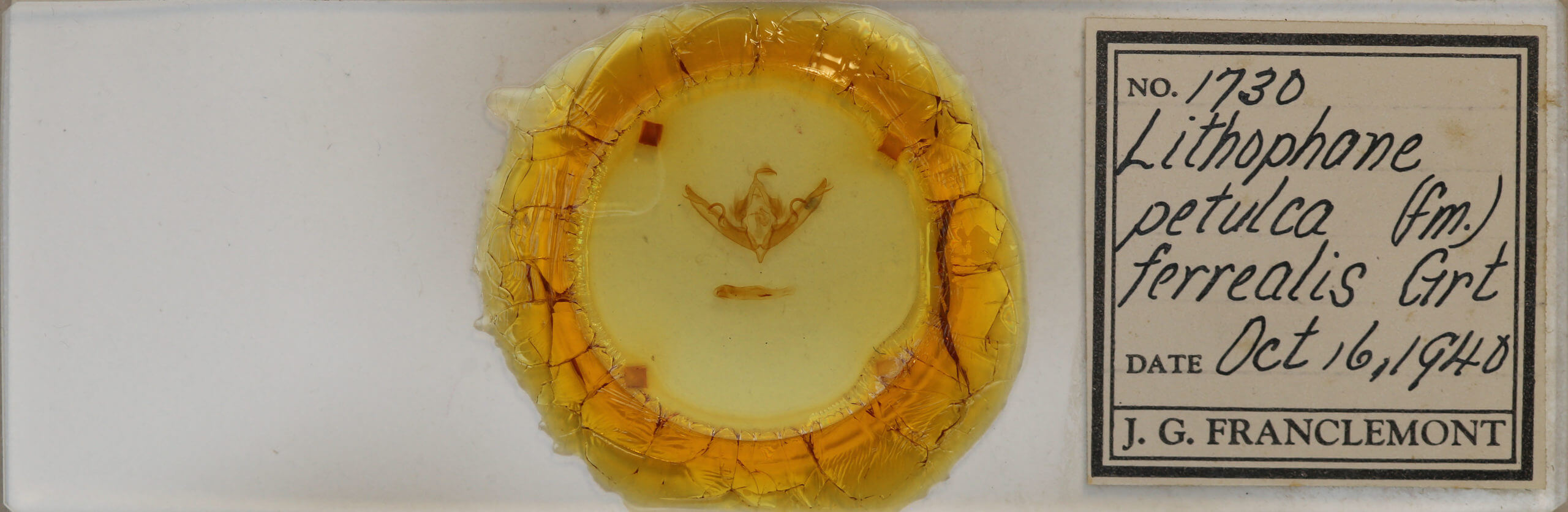 slide view of adult Lithophane petulca