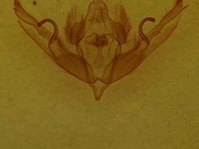 genitalia view of adult Lithophane petulca