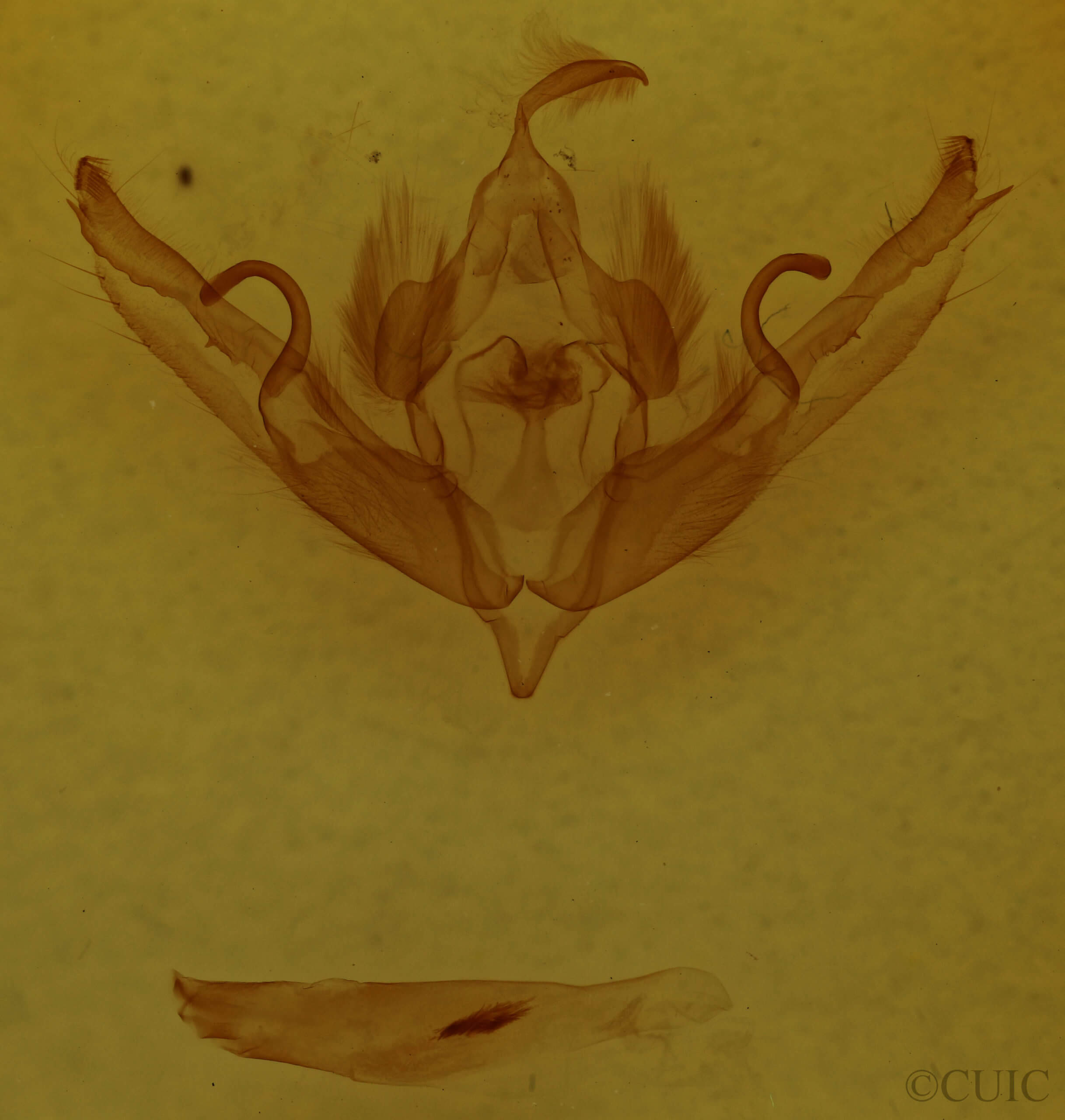 genitalia view of adult Lithophane petulca