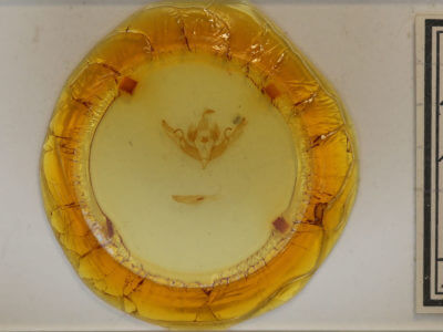 slide view of adult Lithophane petulca