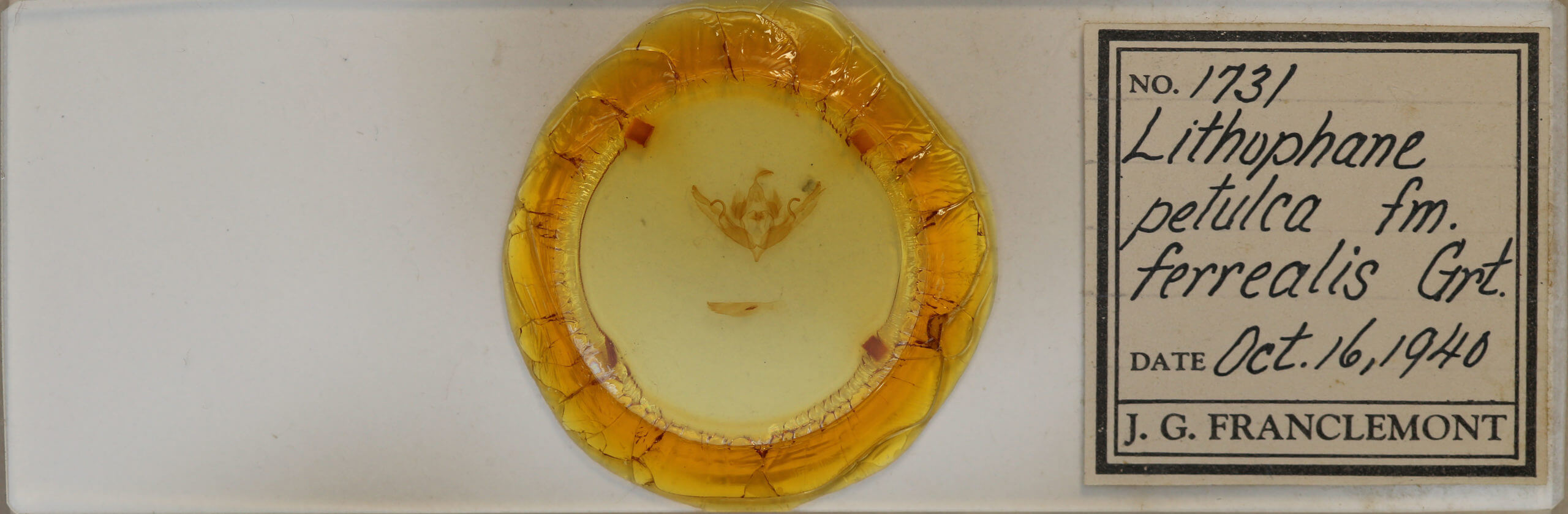 slide view of adult Lithophane petulca