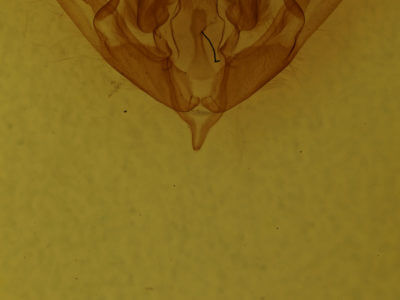 genitalia view of adult Lithophane petulca
