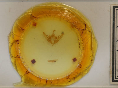 slide view of adult Lithophane petulca