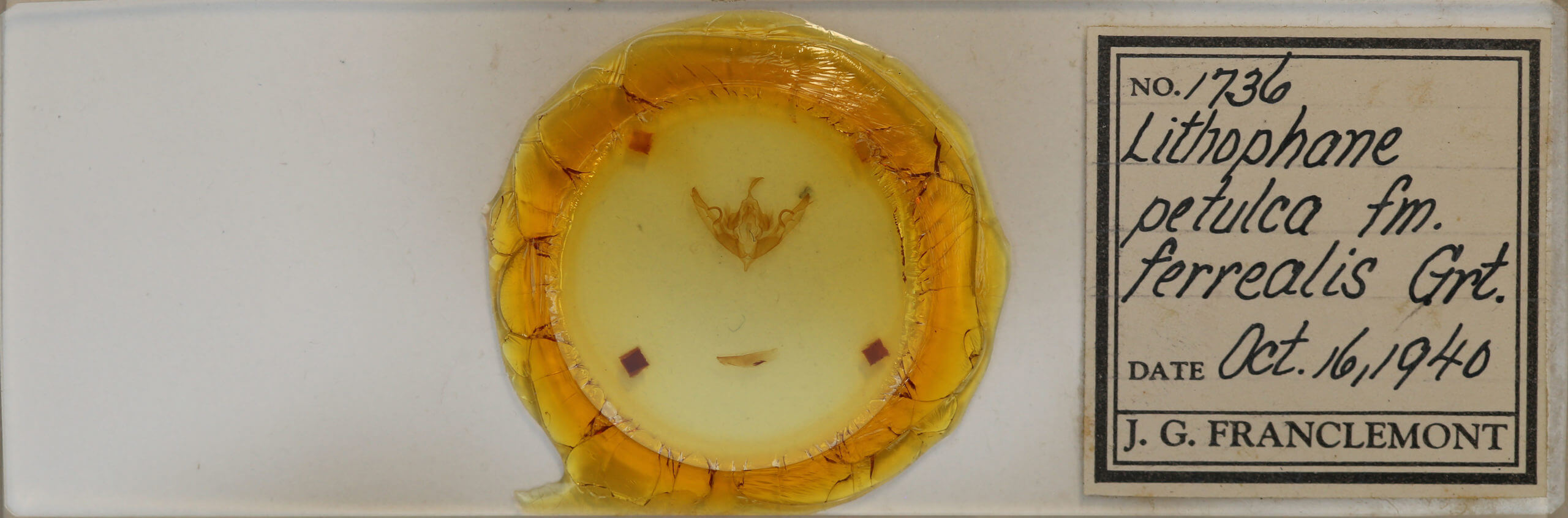 slide view of adult Lithophane petulca