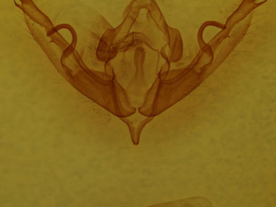 genitalia view of adult Lithophane petulca