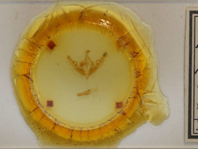 slide view of adult Lithophane petulca