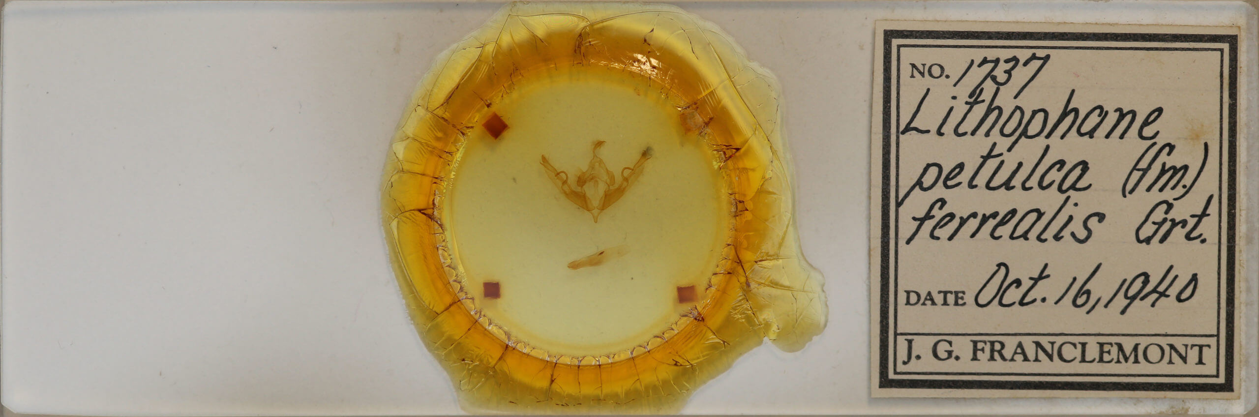 slide view of adult Lithophane petulca