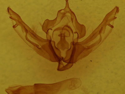 genitalia view of adult Lithophane pexata
