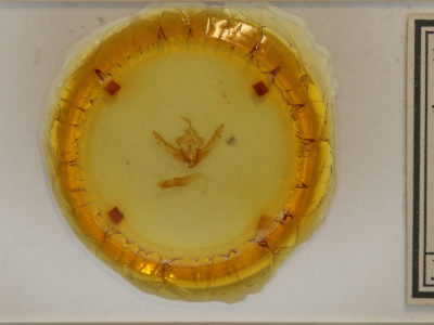 slide view of adult Lithophane pexata