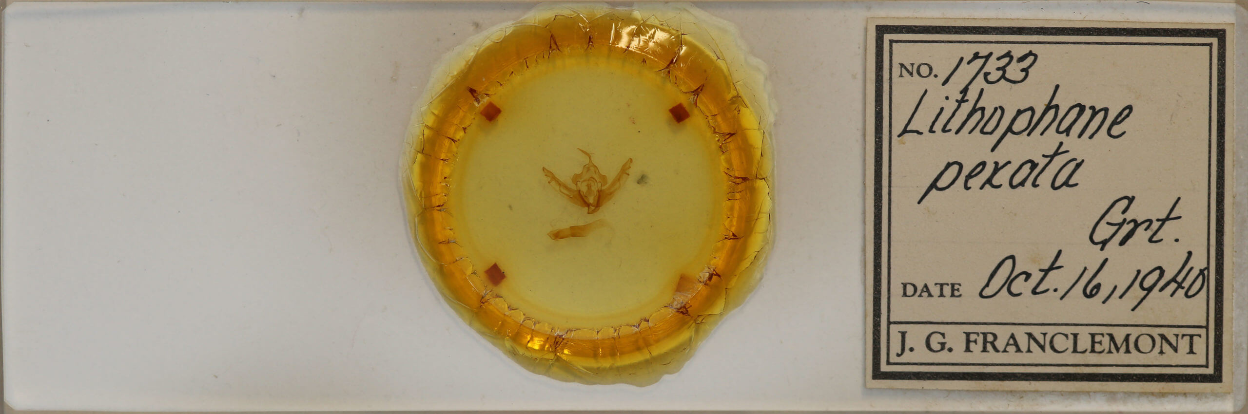 slide view of adult Lithophane pexata