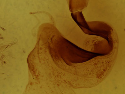 genitalia view of adult Lithophane querquera