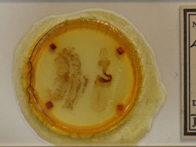 slide view of adult Lithophane querquera