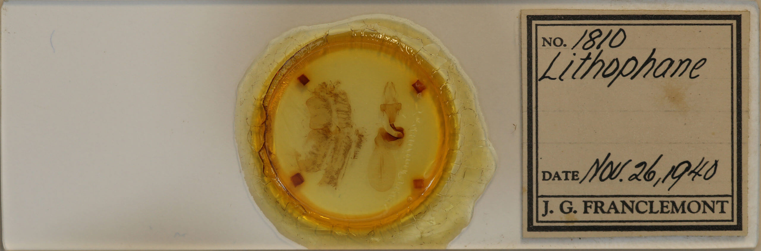 slide view of adult Lithophane querquera