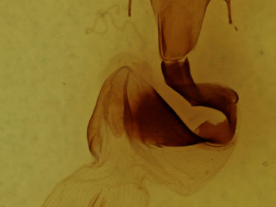 genitalia view of adult Lithophane querquera