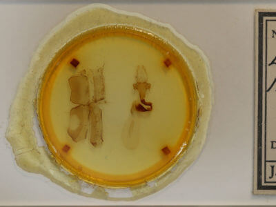 slide view of adult Lithophane querquera