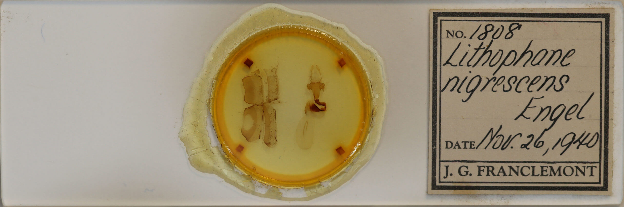 slide view of adult Lithophane querquera