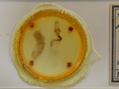 slide view of adult Lithophane tepida