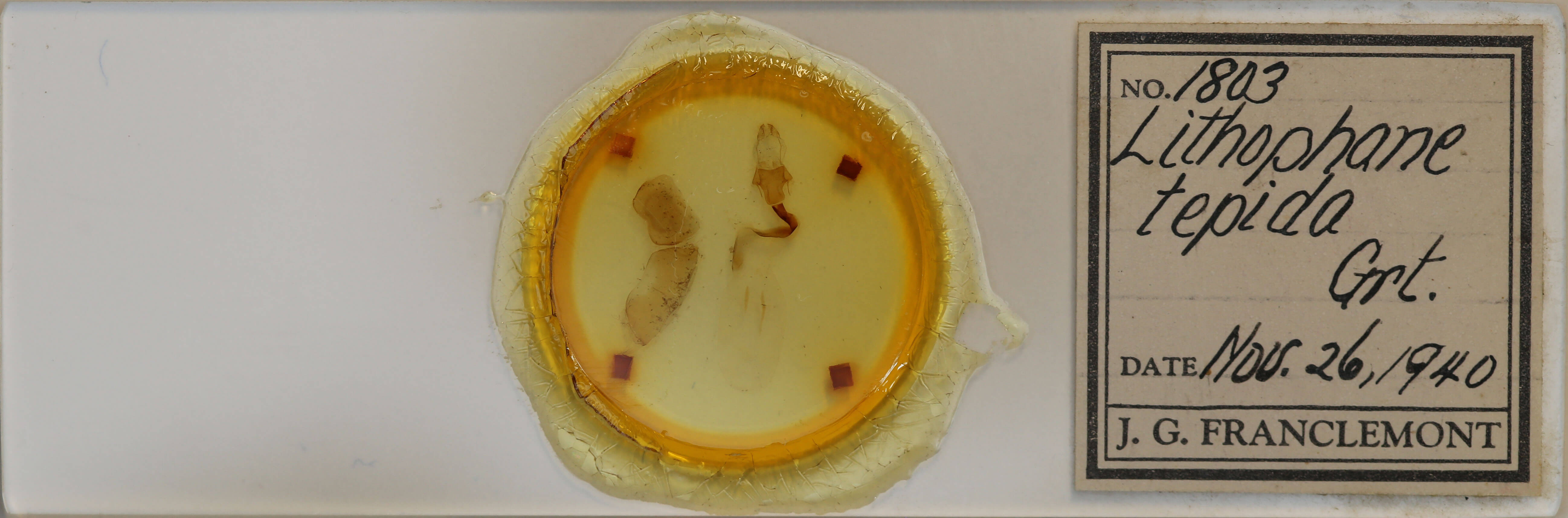 slide view of adult Lithophane tepida